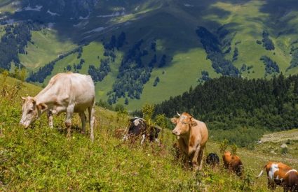 cows hills